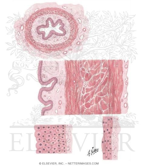 Histology of Ureters and Bladder