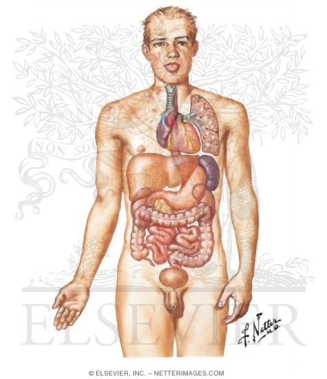 The Netter Collection of Medical Illustrations - Kidneys ...