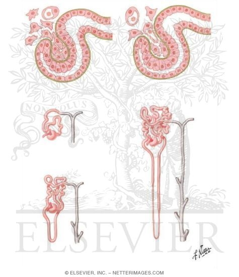 Watermarked preview of unlabeled image: Development of Metanephros