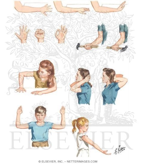 Upper limb exercises 2025