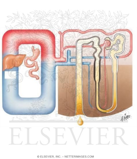 Watermarked preview of unlabeled image: Urea Clearance