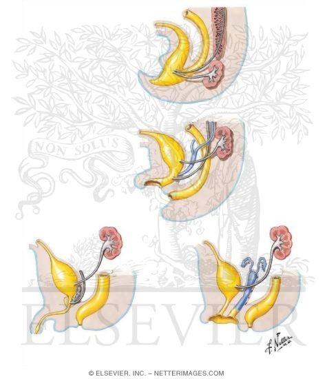 Watermarked preview of unlabeled image: Development of the Urinary Bladder