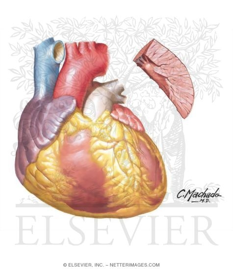 Watermarked preview of unlabeled image: Heart