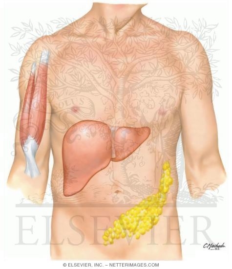 Watermarked preview of unlabeled image: Insulin's Action and FuelsActions of InsulinActions of Glucagon
