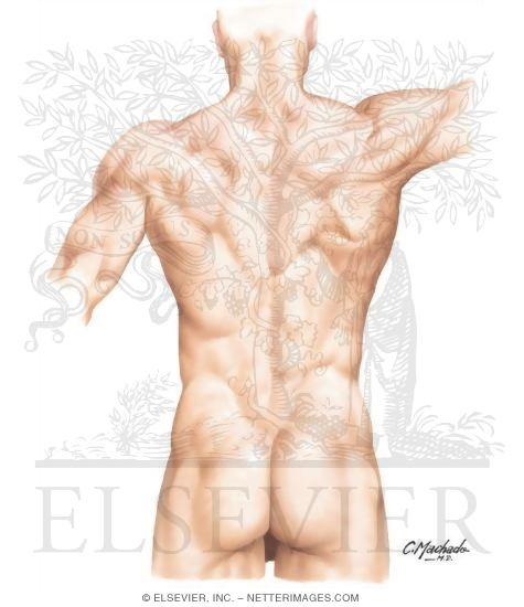 Back: Surface Anatomy