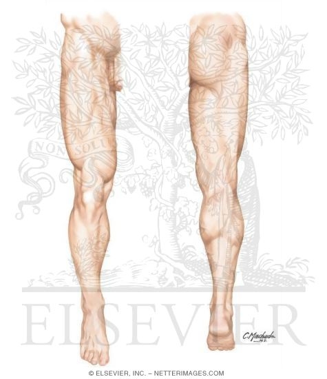 Lower Limb: Surface Anatomy