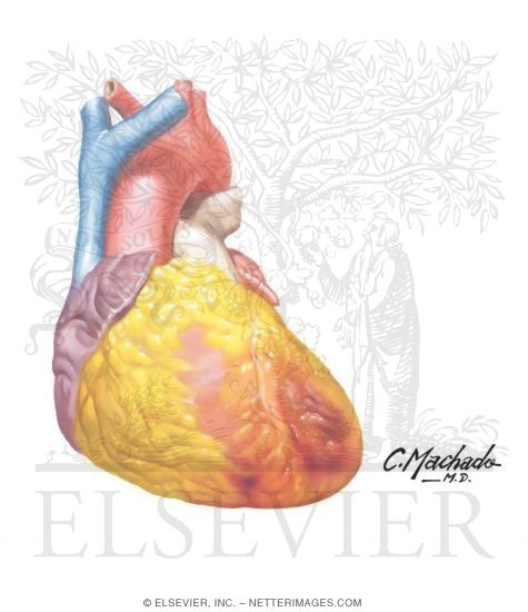 Watermarked preview of unlabeled image: Heart