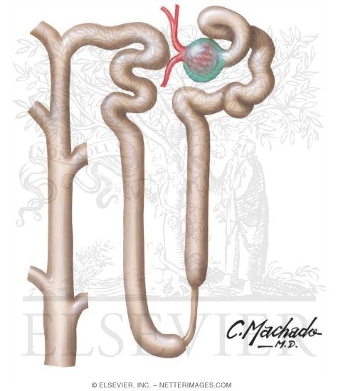 Nephron