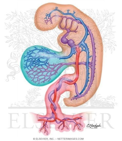 Watermarked preview of unlabeled image: Early Vascular Systems