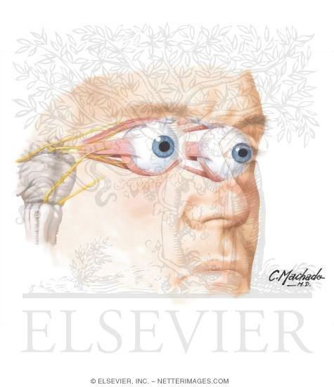 Watermarked preview of unlabeled image: Eyeball: Musculature