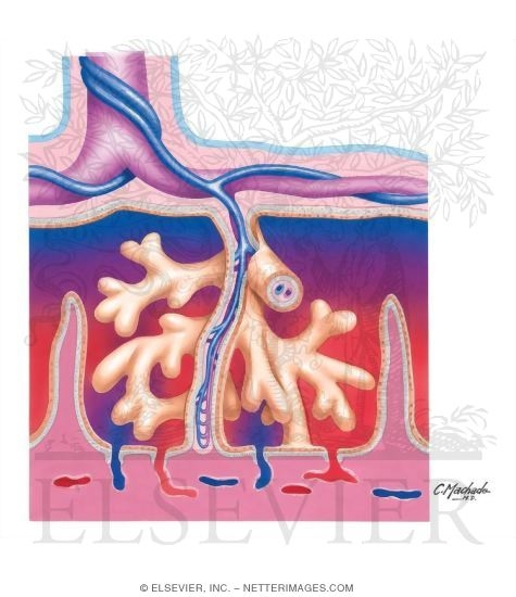 Development of the Placenta: Chorionic Villi
Placental Structure