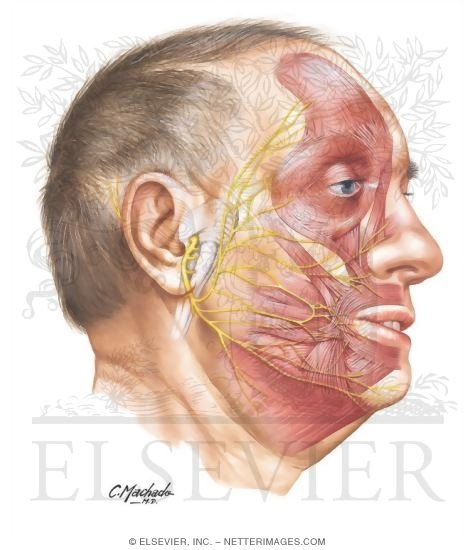 Watermarked preview of unlabeled image: Musculature of Face
