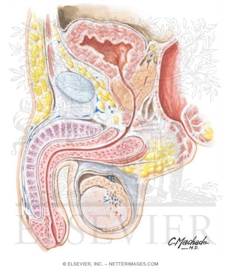 Watermarked preview of unlabeled image: Male Urogenital System: Cross Section