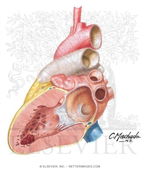 Watermarked preview of unlabeled image: Heart: Cross Section