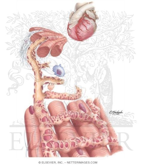 Watermarked preview of unlabeled image: Mechanisms of Angiogenesis