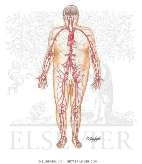 Watermarked preview of unlabeled image: Visible Man Arterial System