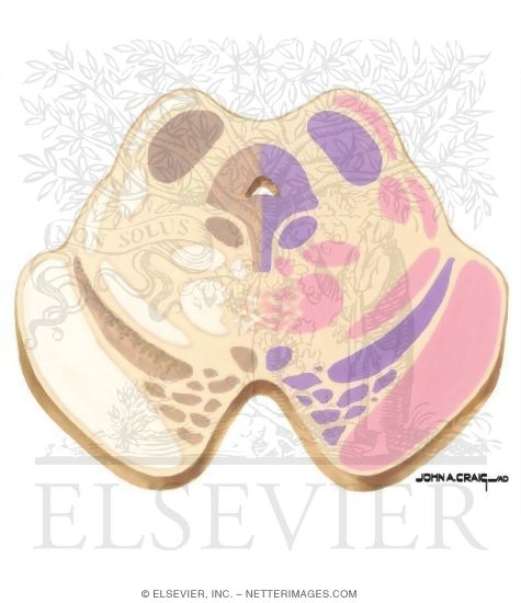 Watermarked preview of unlabeled image: Brainstem Section (Level #11 of 14)