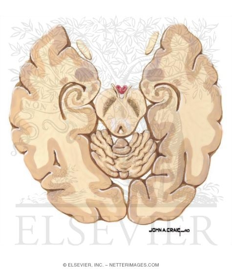 Watermarked preview of unlabeled image: Horizontal Forebrain Sections (Level 3 of 10)