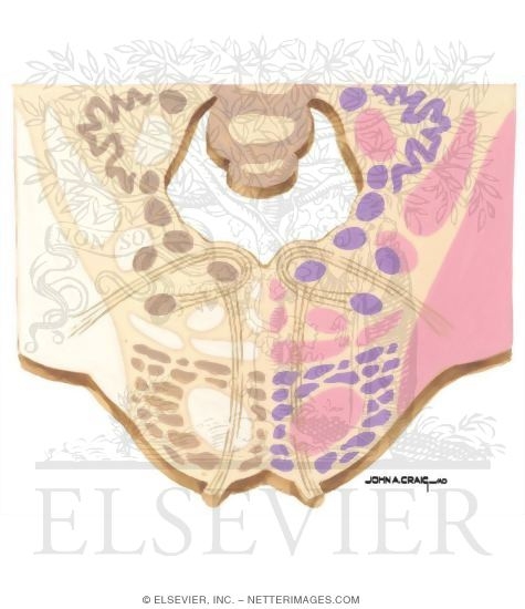 Watermarked preview of unlabeled image: Brainstem Section (Level #8 of 14)