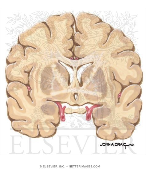 Watermarked preview of unlabeled image: Coronal Forebrain Sections (Level 3 of 10)