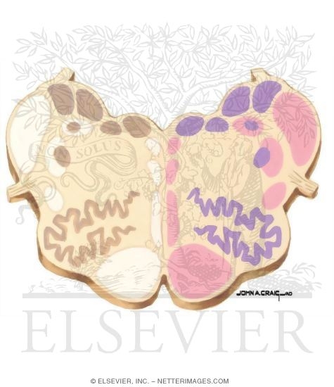 Watermarked preview of unlabeled image: Brainstem Section (Level #5 of 14)