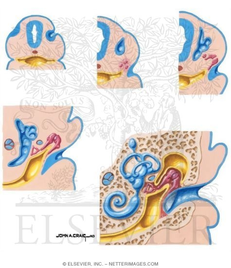 Ear Development
