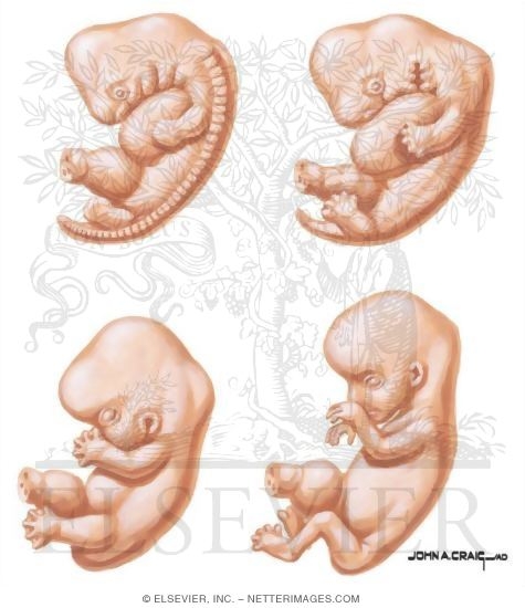 Watermarked preview of unlabeled image: Embryonic Period II
The Late Embryonic Period