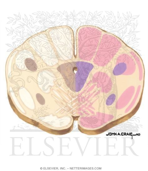 Brainstem Section (Level #1 of 14)