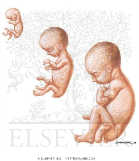 Watermarked preview of unlabeled image: The Fetal Period