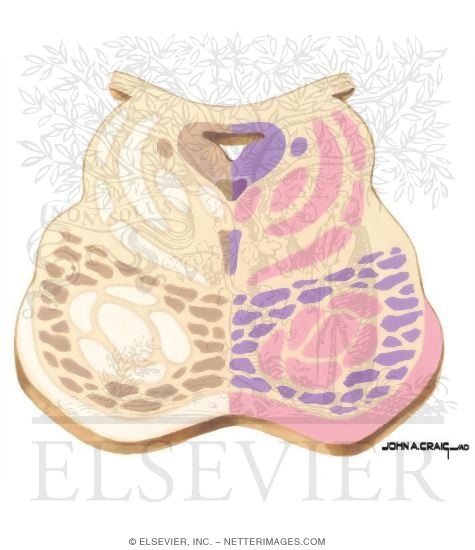 Watermarked preview of unlabeled image: Brainstem Section (Level #10 of 14)