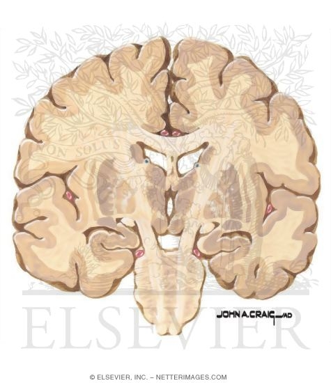 Watermarked preview of unlabeled image: Coronal Forebrain Sections (Level 5 of 10)