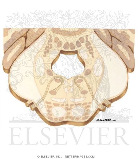 Watermarked preview of unlabeled image: Deep Cerebellar Nuclei