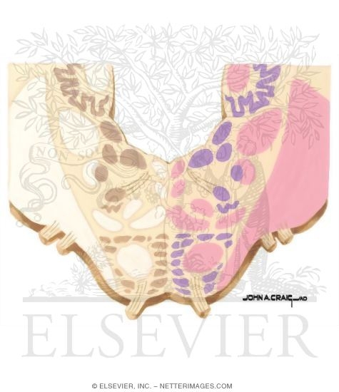 Watermarked preview of unlabeled image: Brainstem Section (Level #7 of 14)