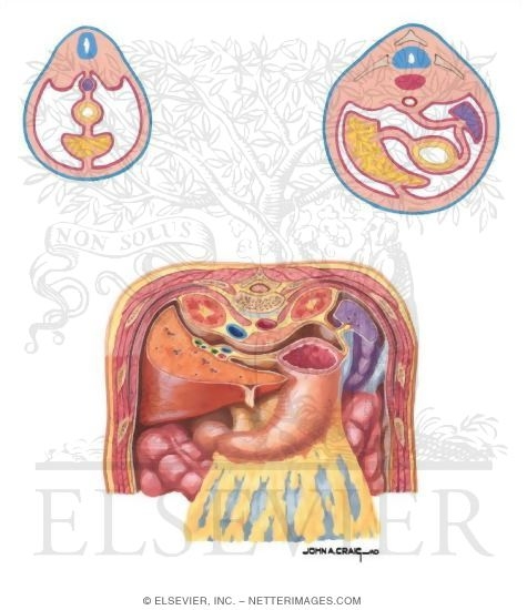 Abdominal Ligaments