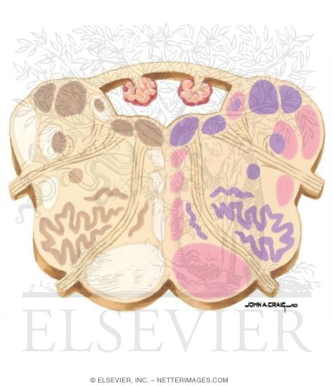 Watermarked preview of unlabeled image: Brainstem Section (Level #4 of 14)