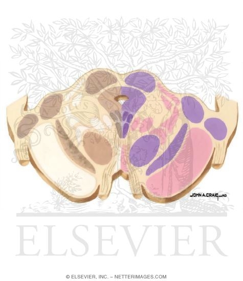 Watermarked preview of unlabeled image: Brainstem Section (Level #13 of 14)