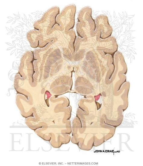 Watermarked preview of unlabeled image: Horizontal Forebrain Sections (Level 5 of 10)