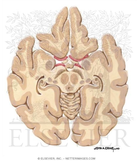 Watermarked preview of unlabeled image: Horizontal Forebrain Sections (Level 4 of 10)