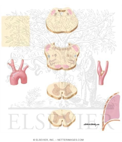 Watermarked preview of unlabeled image: Central Control of Respiration