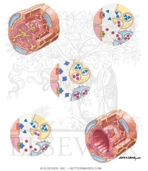 Watermarked preview of unlabeled image: Modulation and Inhibition of Neurogenic Airway Inflammation