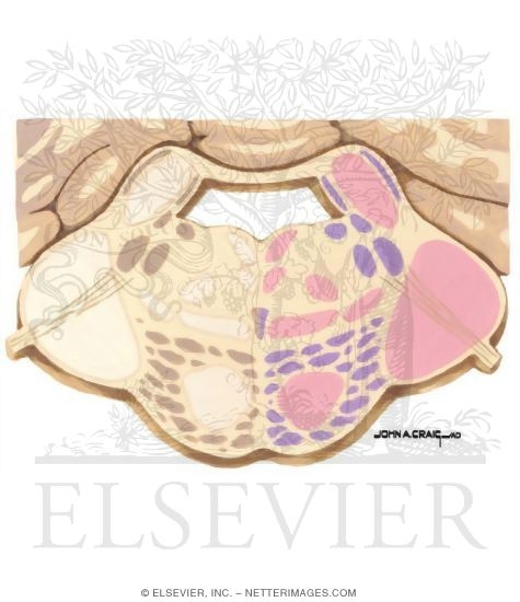 Watermarked preview of unlabeled image: Brainstem Section (Level #9 of 14)