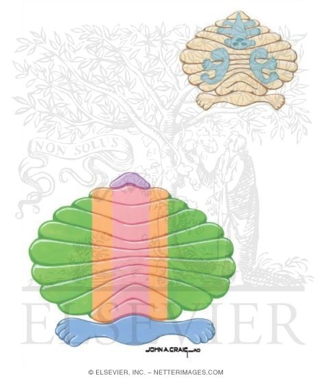 Cerebellar Organization (Lobes and Regions)