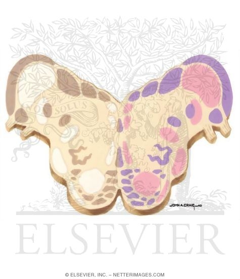 Watermarked preview of unlabeled image: Brainstem Section (Level #6 of 14)