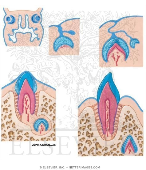 Tooth Development