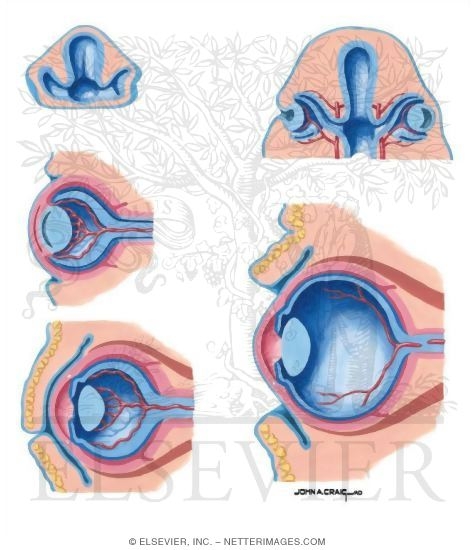 Orbit (Eye)