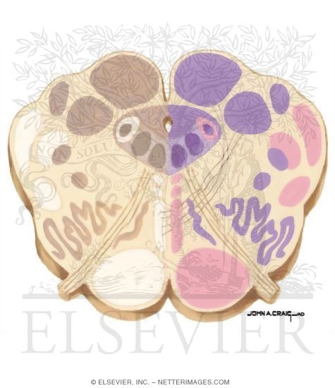 Watermarked preview of unlabeled image: Brainstem Section (Level #3 of 14)