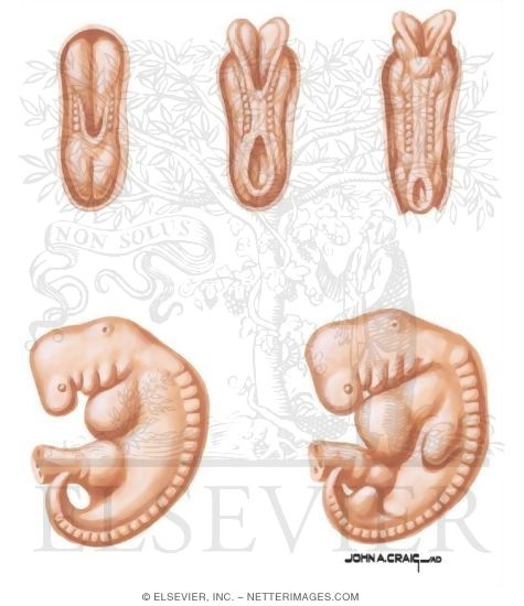 Watermarked preview of unlabeled image: Embryonic Period I
The Early Embryonic Period