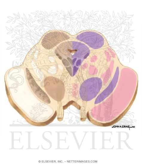 Watermarked preview of unlabeled image: Brainstem Section (Level #12 of 14)
