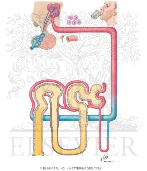 Watermarked preview of unlabeled image: Secretion and Action of Vasopressin