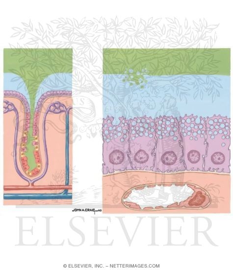 Mucosal Defense Mechanisms